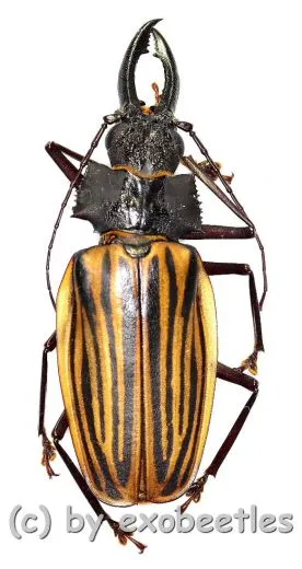 Macrodontia castroi ( 80 – 84 )