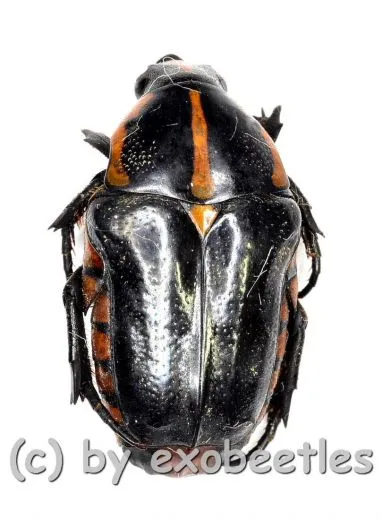 Macroma ( Campsiura ) scutellaris ( 15 – 19 )