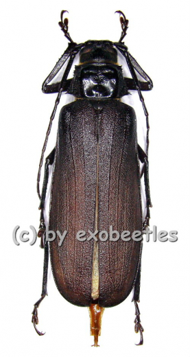 Macrotoma crenata ( 40 – 44 )