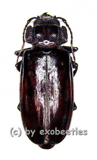 Mallodon spinibarbis ( 50 - 59 )