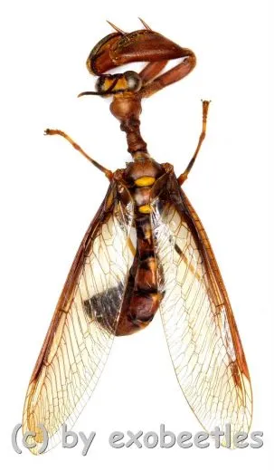 Mantispidae spec. ( 15 – 19 ) A2