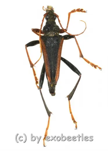 Mastododera lateralis ( 20 - 29 )