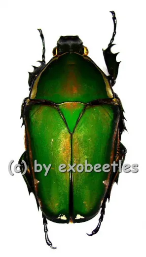 Mecynorrhina torquata immaculicollis ( 50 – 59 ) A2
