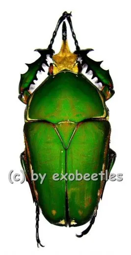 Mecynorrhina torquata immaculicollis ( 80 – 84 )