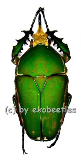 Mecynorrhina torquata immaculicollis ( 75 – 84 )