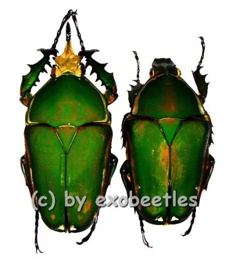 Mecynorrhina torquata immaculicollis ( M 80 – 84 ) A1-