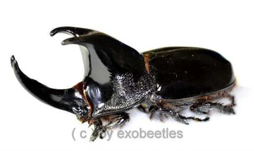 Megaceras jason ( 50 – 54 )