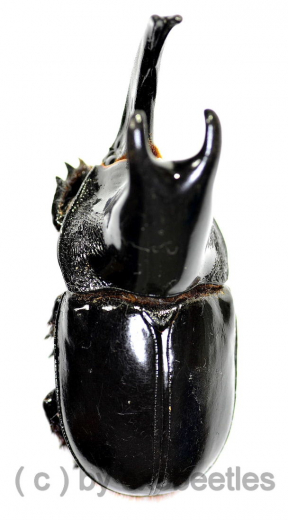 Megaceras jason ( 55 – 59 )