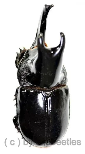 Megaceras jason ( 55 – 59 )