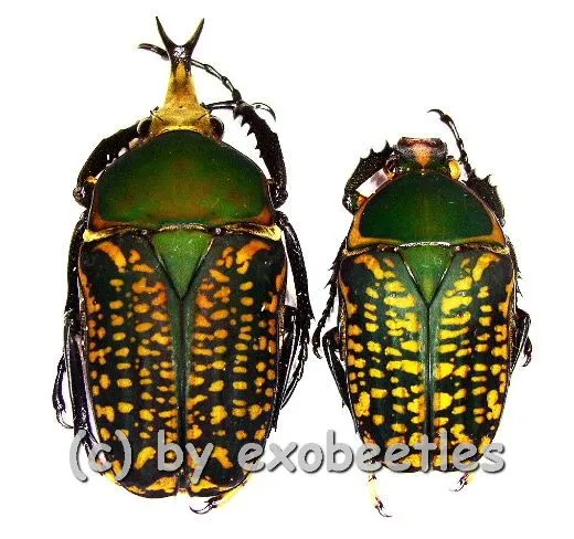 Megalorhina harrisii eximia f.harrisii ( M 35 – 39 ) M = A1-