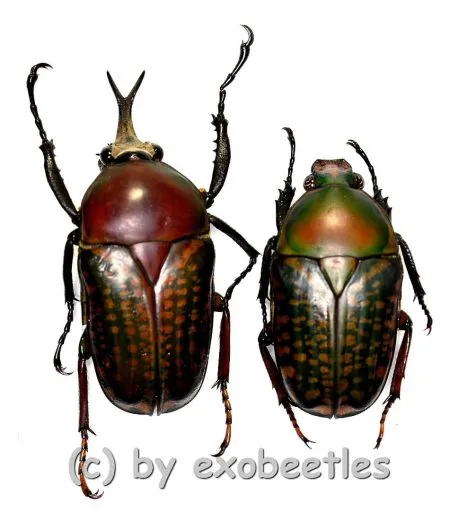 Megalorhina harrisii harrisii ( M 30 – 34 )