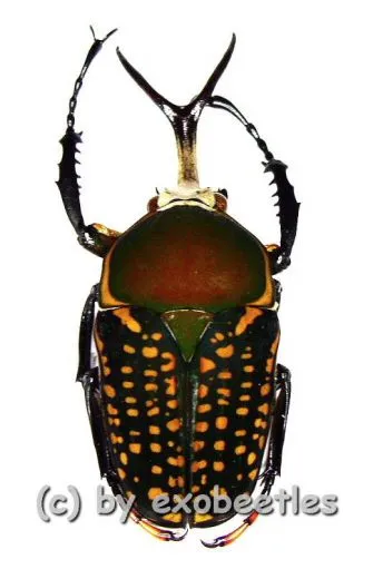 Megalorhina harrisii eximia f.harrisii ( 40 – 44 ) A1-