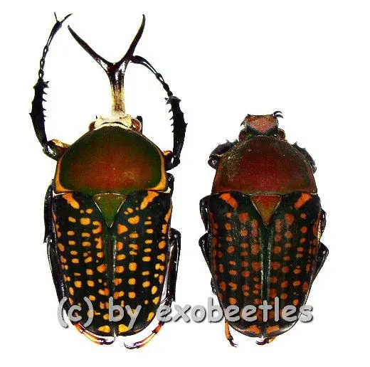 Megalorhina harrisii eximia f.harrisii ( M 40 – 44 )