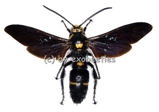 Megascolia procer
