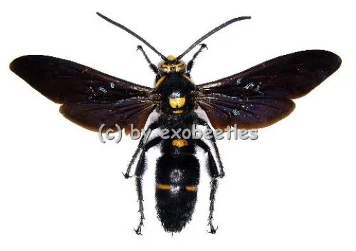 Megascolia procer
