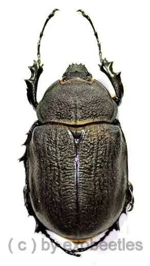 Megasoma rex ( 75 – 79 )