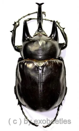 Megasoma rex ( 75 – 79 )