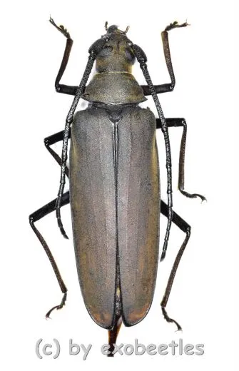 Megopis sinica ( 50 – 54 )