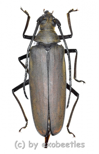 Megopis sinica ( 35 – 39 )