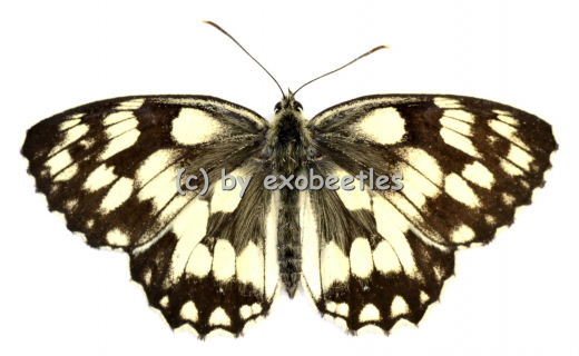Melangaria galathea A2