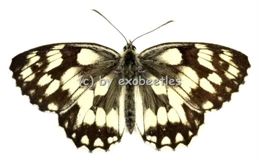 Melangaria galathea A2