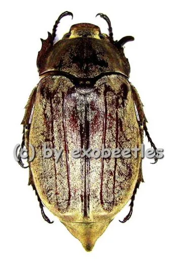 Melolontha frater ( 25 - 30 )
