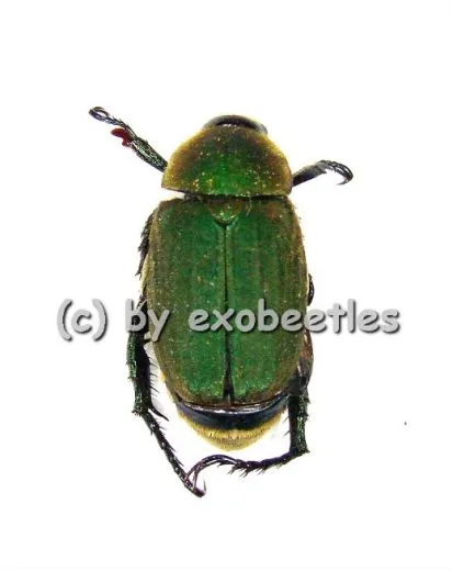 5 x Melolonthidae spec. #11 ( grün )