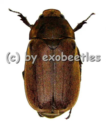 Melolonthidae spec. #13 ( 30 - 35 ) A2