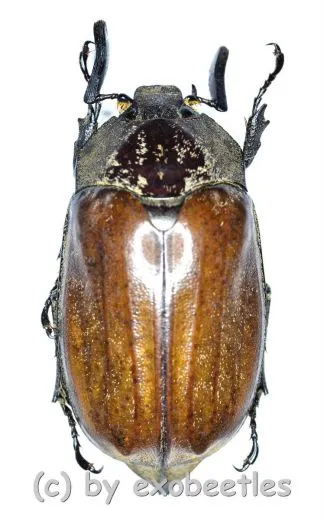 Melolonthidae spec. #16 ( 30 – 34 )