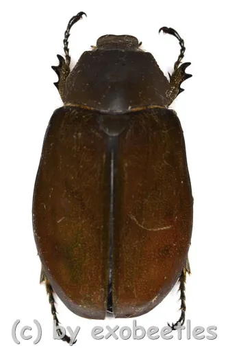 Melolonthidae spec. #17 ( 35 - 39 )