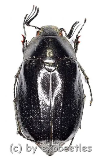 Melolonthidae spec. #21 ( 20 – 24 )