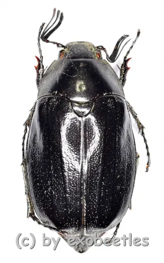 Melolonthidae spec. #21 ( 20 – 24 )