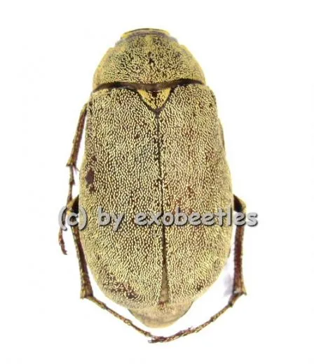 Melolonthidae spec. #2