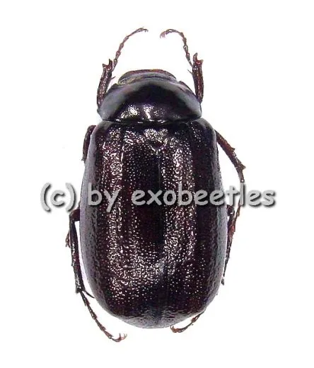 Melolonthidae spec. #4
