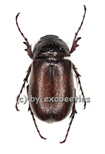 Melolonthidae spec. #7 ( 20 - 24 ) A2