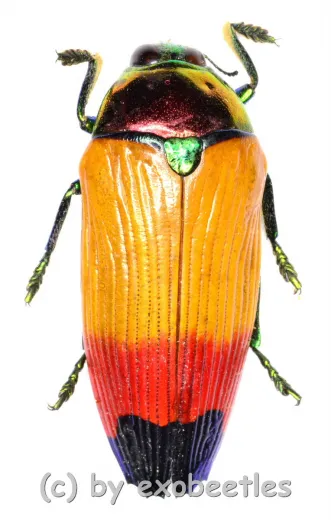 Metaxymorpha apicalis ( 25 – 29 )