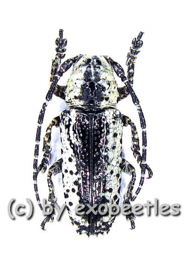 Milothris irrorata ( 15 – 19 )