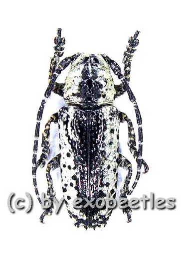 Milothris irrorata ( 15 – 19 )