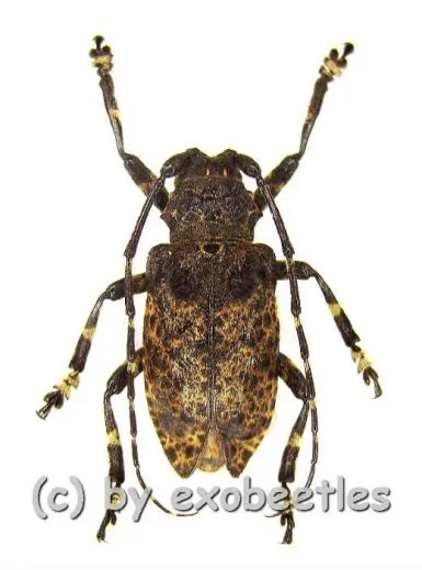 Moechotypa diphysis ( 15 - 19 )