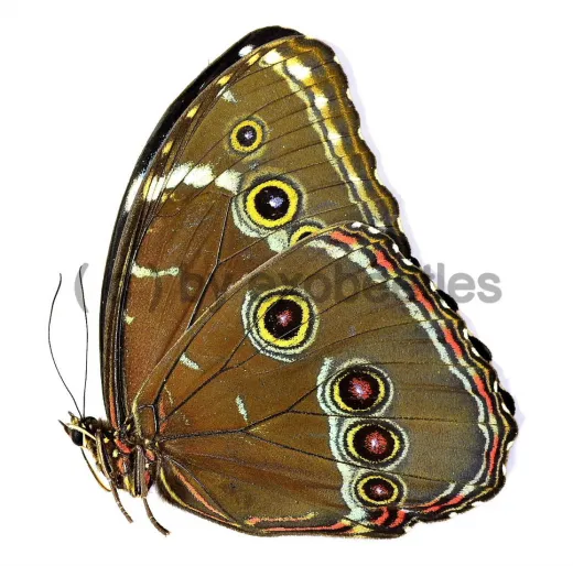 Morpho achilles patroclus A2