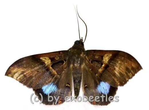 Moths spec. #4 A2