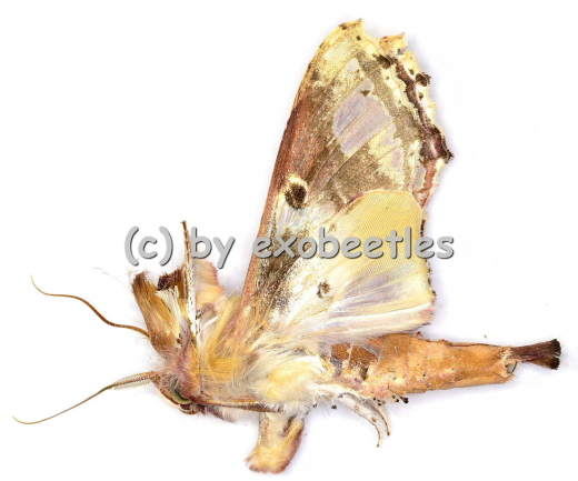Moths spec. #9