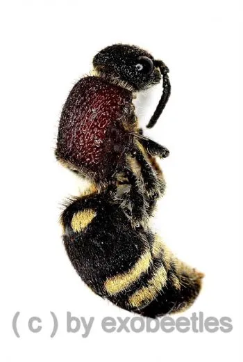 Mutillidae spec. #2 ( Ameisenwespe ) ( 10 – 14 )