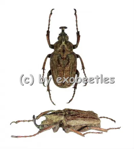Mycteristes rhinophyllus ( 15 – 24 )