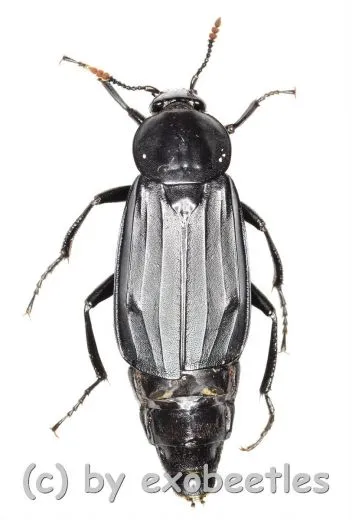 Necrodes littoralis ( 25 - 29 )