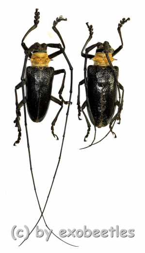 Nemophas batoceroides ( M 40 – 44 )