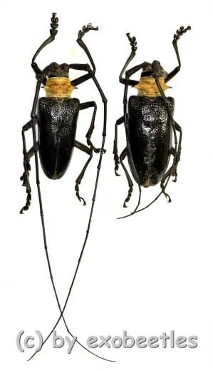 Nemophas batoceroides ( M 40 – 44 )