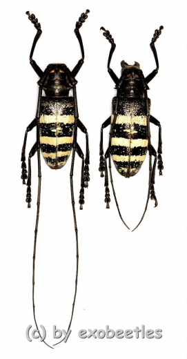 Nemophas trifasciatus ( M 35 – 39 )