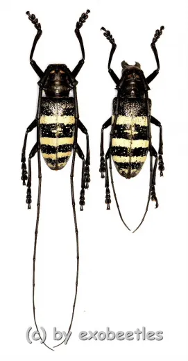 Nemophas trifasciatus ( Male = A1- ) ( M 35 – 39 )