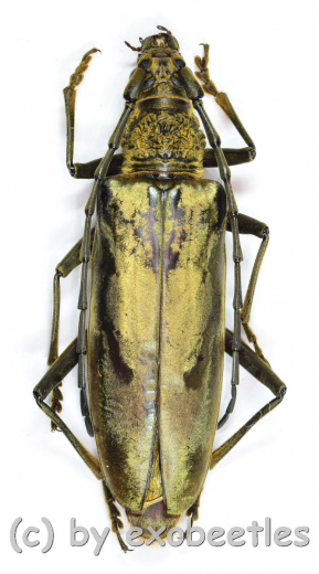 Neocerambyx grandis ( 60 – 64 )
